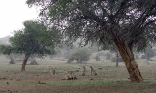 "Wielkie koty kontra deszcz" w marcu na Nat Geo Wild