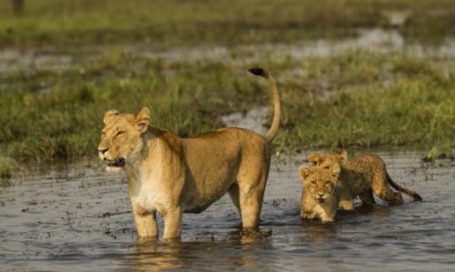 Najwięksi koci drapieżnicy świata powracają na Nat Geo Wild