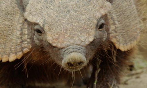 Podróż przez „Dziką Argentynę” w czerwcu na antenie Nat Geo Wild