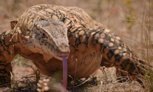 "Tydzień potwornickich" na Nat Geo Wild