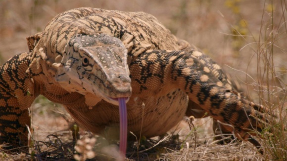 "Tydzień potwornickich" na Nat Geo Wild