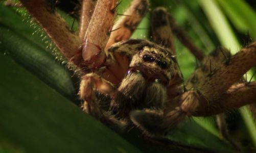 Nat Geo Wild prezentuje najgroźniejsze zwierzęta Australii