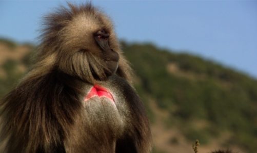 Nat Geo Wild odsłania tajemnice afrykańskich dżelad