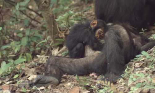 MISJA: CZŁOWIEKOWATE. CZY NASZYCH KREWNYCH CZEKA ZAGŁADA?