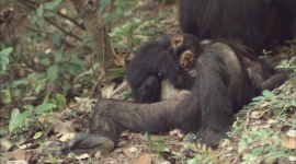 MISJA: CZŁOWIEKOWATE. CZY NASZYCH KREWNYCH CZEKA ZAGŁADA? LIFESTYLE, Film - Młoda biolog Holly Carroll wyrusza na Borneo, Sumatrę i do Afryki Środkowej, by wstrząsnąć sumieniem świata, pokazując zagrożonych zagładą naszych najbliższych krewnych w wśród zwierząt. To nie historia, to dzieje się dziś!